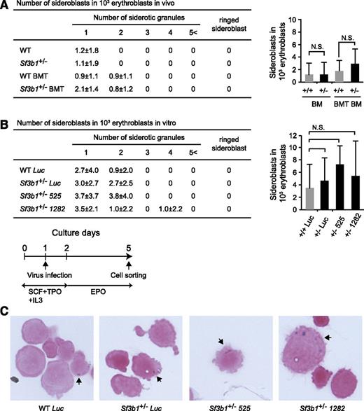 Figure 6. Reduced Sf3b1 expression is not sufficient to induce RARs. (A) Frequencies of sideroblastic erythroblasts in Sf3b1+/− erythroblasts. CD71+ erythroblasts in BM of WT and Sf3b1+/− mice and recipients repopulated with WT and Sf3b1+/− BM cells at 11 months posttransplantation (WT BMT and Sf3b1+/− BMT, respectively) were isolated by cell sorting. The cells were cytospun onto slide glasses, subjected to Prussian Blue staining, and then examined under a light microscope. Numbers of cells with siderotic granules per 1000 erythroblasts are shown in a table and a graph. Data are shown as mean ± SD. Counts of 1000 cells were independently performed 3 times. (B) Frequencies of sideroblastic erythroblasts in Sf3b1+/− erythroblasts upon knockdown of Sf3b1. c-Kit+ progenitors transduced with shRNA against Sf3b1 were cultured in the presence of EPO to induce erythroblasts (bottom). GFP+CD71+-transduced erythroblasts were isolated by cell sorting, then evaluated for the presence of sideroblasts in a manner similar to (A). (C) Representative sideroblastic erythroblasts observed in (B). Arrows indicate siderotic granules.