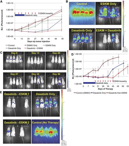 Figure 2. BV173 engrafted xenograft NSG mouse model treated with dasatinib at doses above the MTD. Error bars show the fifth and 95th percentiles. (A) Leukemic growth measured by BLI in mice treated with high-dose dasatinib therapy (40 mg/kg × 8 days, then lowered to 20 mg/kg ×3 days for a total 11 days of treatment and then stopped altogether secondary to high toxicity), ESKM for 4 weeks only, combination therapy, and control (no therapy). (B) BLI on day 55, 3 weeks after the end of therapy. Mouse #1 in dasatinib with ESKM combination died of dasatinib toxicity on day 13, and mouse #4 appeared to have relapsed in CNS. (C) The high-dose dasatinib plus ESKM group BLI images, showing progression of relapse in mouse #4. (D) Leukemic growth measured by BLI in mice treated with dasatinib therapy at 20 mg/kg IP daily given ×18 days and then stopped owing to high toxicity. ESKM was given to 6 mice (days 18 to 42). All mice relapsed, although ESKM mice relapsed significantly more slowly, and lifespan was longer ×1 week. The last point on each line pertains to when the mice were sacrificed because of illness. (E) BLI at the end of ESKM therapy (day 42). Two cages of mice received ESKM after discontinuation of dasatinib (dasatinib → ESKM 1 and 2) and compared with 1 cage (5 mice) that received no additional therapy. ESKM-salvaged mice have substantially less tumor burden then dasatinib-only mice, although all mice eventually relapsed.
