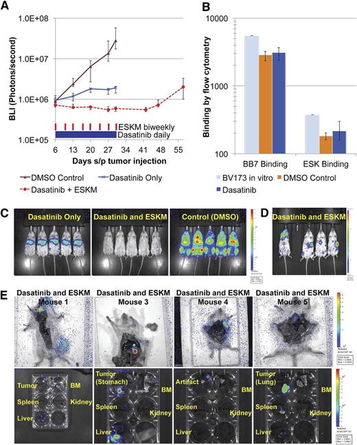 Figure 3. BV173 engrafted in NSG mice, treated with dasatinib 10 mg/kg daily ± ESKM 100 µg twice weekly for 25 days, beginning on day 6. The error bars show the fifth and 95th percentiles. (A) Logarithmic tumor growth curve as measured by BLI. (B) Control and dasatinib-alone mice were sacrificed on day 30 for evaluation of ESKM binding and HLA-A*02:01 expression by flow cytometry. BV173 cells were harvested from the livers of all NSG mice immediately after cessation of therapy. Live hCD19+ cells (confirmed BV173) were evaluated for BB7 (HLA-A*02:01) and ESK staining and compared with BV173 in culture. (C) BLI imaging from day 27, showing persistence of leukemia at the end of therapy in dasatinib-treated mice and eradication of leukemic signal in mice receiving combination therapy. (D) The BLI image of the dasatinib + ESKM group on day 55, 24 days after cessation of therapy, showing focal lymphoid relapse. (E) Dasatinib + ESKM–treated mice dissected and reimaged individually to localize tumor. The organs were removed and imaged separately for precise tumor localization. Mouse 1: Primary tumor in the lymph node, with small liver metastasis detected. Mouse 3: Primary tumor in the stomach with focal liver metastasis and small renal metastasis. Mouse 4: Tumor seen in the left upper quadrant, but unable to be isolated by organ excision. Mouse 4: Diffuse right lung tumor, unable to visualize right upper quadrant tumor seen in prior imaging.