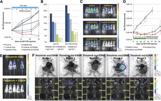 Figure 4. BV173R (with T315I mutation) treated with dasatinib 10 mg/kg and imatinib 50 mg/kg IP daily for 21 days with and without biweekly ESKM therapy (6 doses of ESKM). The error bars show the fifth and 95th percentiles. (A) Exponential growth curves, from the start of therapy (day 6). The blue bar shows the duration of TKI therapy and the red lines are doses of ESKM. (B) The susceptibility of cell line BV173, resistant cell line BV173R (with BCR-ABL T315I mutation) to ESKM directed ADCC with human PBMCs, and different E:T ratios. (C) The BLI imaging at the end of ESKM/TKI therapy (day 27). ESKM is superior to imatinib and dasatinib for treatment of resistant Ph+ ALL. (D) The BLI of mice engrafted with BV173R treated with ponatinib 10 mg/kg alone and in combination with ESKM × 25 days (days 6 to 30). The green bar shows the duration of ponatinib therapy and the red lines are doses of ESKM. (E) The BLI image on day 57 of mice treated in panel (D), immediately before organ analysis for tumor location and MRD evaluation. (F) Ponatinib + ESKM mice from panel (D) were dissected and the organs imaged for tumor localization. Mouse 1: No detectable disease on any imaging, possible cure. Mouse 2: Gastrointestinal and BM leukemia detected. Mouse 3: Gastrointestinal, BM, and lung leukemia detected, with an uncertain primary source. Mouse 4: Lymphoid tumor in the stomach, no other tumor detected. Mouse 5: Primary lymphoid tumor in the stomach, BM leukemia detected.