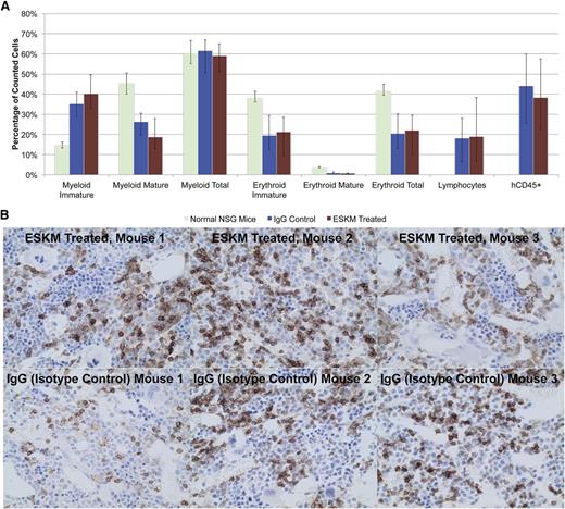 Figure 6. BM pathology from NSG mice treated with 4 weeks of ESKM or isotype IgG control after human HLA-A*02:01 CD34+ transplant, compared with normal NSG mice. (A) No differences were seen between ESKM- and IgG-treated mice, and both groups have increased immature myeloid and erythroid lineages compared with NSG mice. The transplanted groups also have lymphocytes, which NSG mice lack. Engraftment of human cells was the same in ESKM- and IgG-treated mice, ranging from 20% to 60%. The error bars show the fifth and 95th percentiles. (B) Immunohistochemical staining of NSG mouse BM transplanted with human CD34+ cells for hCD45. There was no significant difference between the mice treated with ESKM (top panels) and those treated with isotype control (bottom panels). Normal NSG mice samples were did not stain positive for hCD45 (not shown).