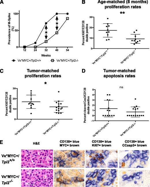 Figure 4. Tpl2 loss prolongs latency and reduces the plasma cell proliferative fraction in Vκ*MYC mice. (A) Serial serum protein electrophoresis was used to detect monoclonal gammopathy in a cohort of Vκ*MYC/Tpl2−/− mice (14 animals) and compared with Vκ*MYC/Tpl2+/+ controls (14 animals). Prevalence of M-spikes over time (weeks) in each cohort is shown. The latency at 50% prevalence of monoclonal gammopathy in the control group is 28 weeks and in the Vκ*MYC/Tpl2−/− group is 42 weeks. Cohort sizes were powered (power = 80%) to detect the differences seen at 32 and 40 weeks with a *P < .05. (A) The plasma cell proliferative fraction (CD138+/Ki67+ double-positive cells) was counted against total CD138+ cells by immunohistochemistry, as shown in panel E. Counts were performed in >30 total CD138+ cells from each of >5 high-power fields from 2 mice in each group (at least 150 CD138+ cells per mouse). P values: *<.05, **<.01, ***< .001, ns, nonsignificant. (C) Calculation of the proliferative fraction of CD138+ cells was performed as delineated in panel B, but from 3 animals in each genotype with equivalent M-spikes (tumor-matched). P values: *<.05, **<.01, ***<.001. (D) Apoptotic rates were calculated as the rate of cleaved caspase 3+/CD138+ double-positive cells over total CD138+ cells in tumor-matched mice. Counts were performed in >30 total CD138+ cells from each of >5 high-power fields from 3 mice in each group (at least 150 CD138+ cells per mouse). P values: *<.05, **<.01, ***<.001. (E) Immunohistochemical analysis of the MYC expression, proliferative fraction (Ki67+), apoptotic fraction (cleaved caspase 3+) in CD138+ plasma cells from each genotype as shown (tumor-matched mice). Hematoxylin-eosin (H&E) staining is provided for morphological comparison.