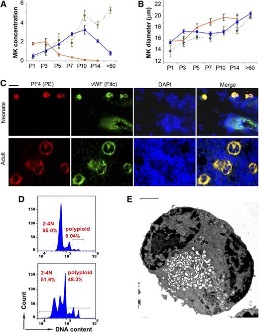 Figure 2. Megakaryopoiesis during murine neonatal development. MK concentration (A) and MK diameter (B) were measured in the liver (orange triangles and solid line), BM (green diamonds and interrupted line), and spleen (blue squares and solid line) of newborn mice on days P1, P3, P5, P7, P10, and P14, and in adult mice (>60 days) after immunohistochemical staining with anti-VWF. Data presented are means ± SD from at least 4 mice at each time point. (A) MK concentration, expressed as number of MKs present in an area of tissue measuring 250 × 250 µm at ×400. (B) MK diameter (in μm) measured under the microscope at ×400. (C) MK maturation was analyzed by immunofluorescent staining for VWF (green) and PF4 (red). Shown are representative neonatal MKs (spleen, upper row) and adult MKs (BM, lower row). Note a blood vessel in the upper panel, with visible endothelial cells expressing only VWF (green). All photomicrographs were obtained at ×400, Bar: 10 μm. (D) MKs isolated from the spleen of newborn mice (P5-P10, top) were compared with MKs from the spleen of adult mice (bottom). The ploidy of CD41/CD61 double-positive cells was determined by flow cytometry after staining with Hoechst 33342. (E) Ultrastructure was analyzed by electron microscopy in flow-sorted 2-4N MKs isolated from the spleen of neonatal mice (P5-P10). Despite their small size, ∼30% of 2-4N neonatal MKs were mature, as indicated by the presence of an open demarcation membrane system. (Bar: 2 μm)