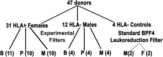 Figure 1. Filtration algorithm of HLA antibody-positive donors and antibody-negative controls. The algorithm depicts the experimental design of the donors employed for manufacture of RBC units that underwent experimental filtration using filters B, P, or M or standard LR (Pall BPF4 LR filter). Please note that there are 4 antibody-negative male controls per experimental filter and 4 antibody-negative donors, 2 male and 2 female for the BPF4 LR filter.