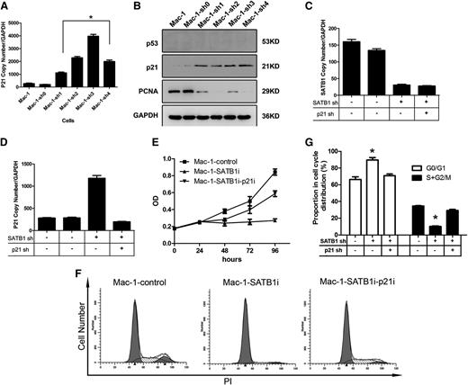 Figure 3. p21 activation in SATB1-suppressed PCALCL cells. (A) mRNA expressions of the CDKN1A gene were significantly upregulated in SATB1-suppressed Mac-1 cells. (B) Protein expressions of p21 in Mac-1 cells were markedly upregulated in SATB1-suppressed Mac-1 cells, whereas the expression of PCNA was inhibited in these cells. The p53 protein was absent in control Mac-1 cells and SATB1-suppressed Mac-1 cells. (C-D) Real-time reverse-transcriptase PCR demonstrated successful inhibition of p21 (C) expression in SATB1 (D)-suppressed Mac-1 cells with additional lentiviral vector harboring hairpin against p21. SATB1 sh, SATB1 knockdown; p21 sh, p21 knockdown. (E) A cell viability assay showed that blockage of p21 expression rescued cell proliferation, which was halted by SATB1 suppression. (F-G) Restored cell-cycle progression with decreased G0/G1 phase and increased S and G2/M phase was shown in cells with SATB1 and p21 double suppression. Mac-1-control, Mac-1 cells transduced with 2 lentivirus vectors (GV118 and GV113), both harboring scrambled shRNA; Mac-1-SATB1i, Mac-1 cells transduced with lentivector GV118 harboring shRNA against SATB1 and GV113 harboring scrambled shRNA; Mac-1-p21i, Mac-1 cells transduced with lentivector GV118 harboring scrambled shRNA and GV113 harboring shRNA against p21. *P < .05. Each experiment was repeated 2 times with 3 biological replicates.
