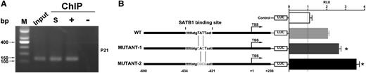 Figure 4. SATB1 binds to CDKN1A promoter and regulates its transcription. (A) PCR products after Chromatin immunoprecipitation (ChIP) with anti-SATB1 antibody showed enrichment of SATB1 in a region within the CDKN1A promoter (–520 to −368 relative to TSS, 152 bp) in Mac-1 cells. M, DNA marker; input, cell lysate before immunoprecipitation; S, cell lysate immunoprecipitated with anti-SATB1 antibody; +, positive control cell lysate immunoprecipitated with anti-RNA polymerase II; –, negative control cell lysate immunoprecipitated with normal mouse IgG. (B) The CDKN1A promoter (WT) and its mutants with deficient SATB1 consensus binding site are shown schematically. Dual luciferase assay demonstrated that the luciferase (LUC) activity of the CDKN1A promoter mutants were significantly higher than that of wide-type in Mac-1 cells. *P < .05. Each experiment was repeated 2 times with 3 biological replicates.