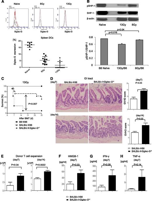 Figure 1. The exacerbation of GVHD in Siglec-G–deficient hosts is dependent on the intensity of conditioning in experimental MHC-mismatched allo-HCT. (A) Siglec-G expression on splenic DCs tested by FACS with anti–Siglec-G antibody in naïve mouse and at 24 hours after TBI; the representative histogram (upper) and summarized data from 3 experiments (lower) (n = 2 to 4 per group). (B) The absence of Siglec-G decreased phosphorylated and total of SHP-1. Immunoblot analysis of phosphorylated(p)- and total SHP-1 protein in lysates of splenocytes from WT-B6 or Siglec-G−/− animals after irradiation. The bar graph shows the ratio pSHP-1/total SHP-1. (C-H) Siglec-G deficiency exacerbates GVHD. WT-B6 and Siglec-G−/− mice were lethally irradiated with 13 Gy and infused with 2 to 2.5 × 106 CD90+ T cells along with 5 × 106 TCD-BM cells from either syngeneic B6 or allogeneic MHC-mismatched BALB/c donors. (C) Survival following 13 Gy TBI (n = 6 to 11 per group, pooled from 2 experiments); P = .007 when B6 vs Siglec-G−/− B6 mice were used as recipients. (D) Histopathologic analysis of GI tracts (small and large intestine) by hematoxylin and eosin stain (left) and GVHD score on days 7 and 14 after allo-HCT (n = 3 to 6 per group, pooled from 2 experiments). Original magnification ×200. (E) Donor T-cell (H-2kd+CD4+CD8+) expansion in the spleen on days 7 and 14 after allo-HCT (n = 4 to 6 per group, pooled from 2 experiments). (F-H) Serum HMGB-1, IFN-γ, and TNF-α levels on day 7 after allo-HCT (n = 3 to 6 per group, pooled from 2 experiments). The bar shows the mean ± standard error of the mean (SEM).