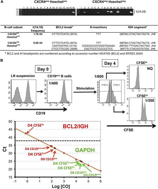 Figure 1. FLLCs are nonproliferative cells. (A) Distribution of the t(14;18)pos cells within proliferative CD20posCD10pos CXCR4posHoechstpos centroblasts vs CD20posCD10posCXCR4negHoechstneg nonproliferative centrocytes cell sorted from a t(14;18)hi RLN7 sample. Genomic DNA from each GC subsets was tested using a 2-step fluctuation nested PCR assay consisting of 16 replicates. BCL2/IGH translocations were sequenced. Multiple size bands revealed oligoclonality. (B) CFSE-labeled CD20pos purified B cells from RLN4 were stimulated for 4 days. Highly proliferative viable CFSEloDAPIneg and nonproliferative viable CFSEhiDAPIneg B cells were then sorted before quantification of t(14;18) by qPCR. Standard curves were generated from cloned BCL2/IGH (red) and GAPDH (green) PCR products, and it was demonstrated that detection of the BCL2/IGH transcript from the CFSEhi population was above the CFSElo cell population, where it remained below the quantification threshold of 1/25 000 cells. NQ, not quantifiable.