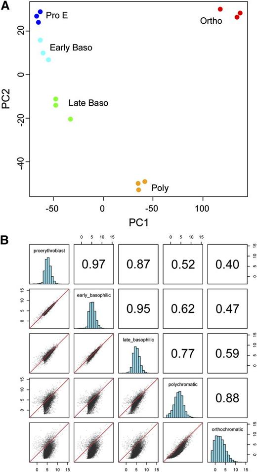 Figure 1. Principal component analysis of expressed genes at differing stages of human terminal erythroid differentiation. (A) Samples representing 3 biologic replicates from individual stages of terminal erythroid differentiation clustered closely together. This tight clustering indicates that samples from each stage are very closely related and that the different stages of terminal erythroid differentiation are distinct. (B) Pairwise comparisons of replicates in scatterplot representation. Pearson correlations between pairwise comparisons using median expression of replicates from each differentiation stage. (Upper-right) The Pearson correlation values of genes with greater than 10 counts per million reads. (Lower left) Scatter plot data of log 2 counts per million reads for each gene of 1 sample compared with another. (Middle) Histograms of the log counts per million for each sample. The axis labels represent the log counts per million for the scatter and histogram plots. The y-axis for the histogram plots is scaled by the maximum y value. Baso, basophil; Ortho, orthochromatic; PC, principal component; poly, polychromatic; Pro E, proerythroblast.