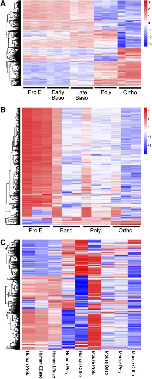 Figure 2. Global differential gene expression between stages of human and murine terminal erythroid differentiation. Expression values of genes differentially expressed between differentiation stages are shown in heat map format. The red, white, and blue colors represent higher than average, close to average, and lower than average expression of a particular gene, respectively, as measured by row standardized Z-scores. The rows are organized by hierarchical clustering using agglomerative clustering with complete linkage and Euclidian distance metric. (A) Human. (B) Mouse. In human, there are varying patterns of coordinate gene expression. In contrast, in mouse, the majority of genes have a pattern of decreasing expression during terminal erythroid differentiation. The results from analyses in human (A) and mouse (B) were obtained in independent analyses. (C) Combined analyses. A combined data set of orthologous genes from each differentiation stage of terminal erythroid differentiation in human and mouse was created. Hierarchical clustering to identify groups of genes with similar and different patterns of gene expression between species was performed.
