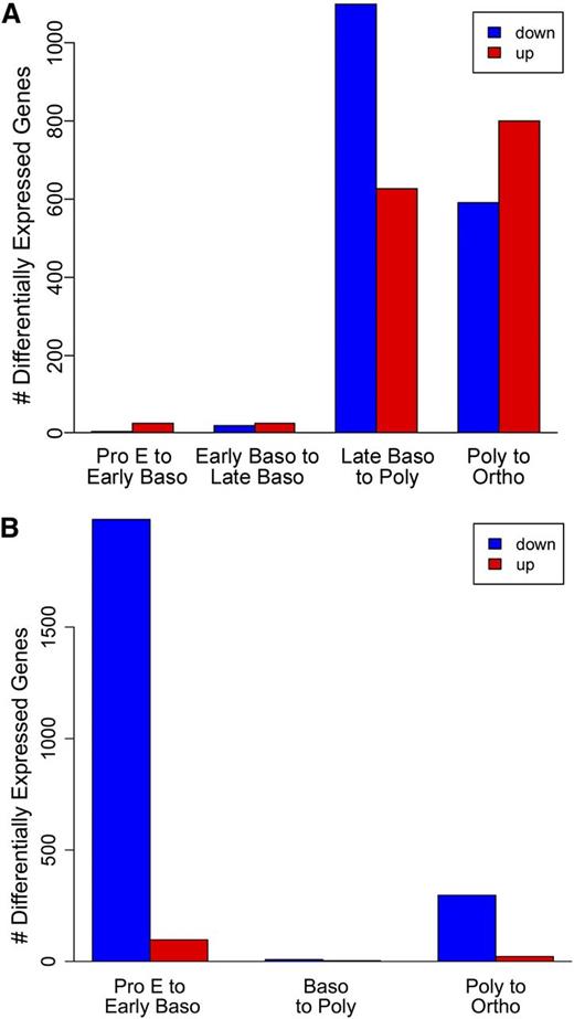 Figure 3. Bar plot representation of differential gene expression at different stages of human terminal erythroid differentiation. (A) Human. The greatest changes in differential gene expression were seen between the late basophilic to polychromatic and the polychromatic to orthochromatic (Ortho) stages. (B) Mouse. The greatest changes in differential gene expression were seen between proerythroblast to basophilic and polychromatic to Ortho erythroblast stages, with genes being downregulated predominating between both stage transitions.