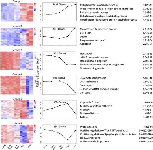 Figure 4. Clusters of gene expression across stages of human terminal erythroid differentiation. Differentially expressed, coregulated genes from adjacent stage pairwise comparisons were analyzed using k-means clustering. This identified 6 major groups, demonstrated in heat map and graphical format, based on patterns of expression at different stages. GO analysis of differentially expressed genes within clusters identified the top associated enriched GO terms with corresponding enrichment P values, shown on right.