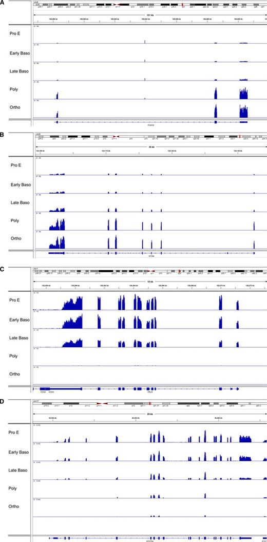 Figure 5. Examples of patterns of gene expression in human terminal erythroid differentiation. Integrated genome viewer of RNA-seq tracks from representative genes. (A) FOX03. (B) STOM, stomatin. (C) PKLR, pyruvate kinase. (D) Signal transducer and activator of transcription 5A. (A-B) Genes from group 1, genes with increasing expression during differentiation. (C-D) Genes from group 3, genes with decreasing expression during differentiation. The tracks show read coverage values at each base normalized to the number of sample total reads/1 000 000. ncRNA, noncoding RNA.