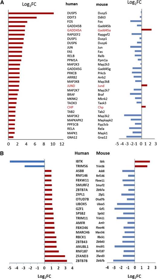 Figure 7. Differences in human and murine patterns of gene expression. (A) Differentially expressed genes encoding proteins of the MAPK pathway. (B) Differentially expressed genes encoding proteins associated with E3 ubiquitin ligase and related proteins. Log2FC, Log 2 fold change.