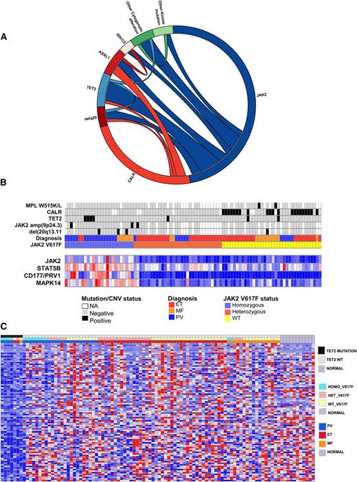 Figure 4. Integrative genomic analysis shows impact of mutations coexisting with CALR and JAK2 mutations on transcriptome of MPN patients. (A) Circos plots showing mutational frequencies and cooccurrences in 97 MPN patient samples. Genetic data regarding JAK2V617F allele burden, cytogenetic alterations, and mutations in CALR, TET2, ASXL1, and IDH1/2 as well as mass spectrometric-based genotyping data are displayed. (B) Integration of somatic genetic alterations, recurrent copy number alterations from SNP array data, and gene expression of key altered transcripts in MPN patients. Each patient is represented in an individual column in the top heatmap and relative level of gene expression of STAT5B, JAK2, MAPK14, and MET is shown in the bottom heatmap. (C) Significantly differentially expressed genes (FDR <0.05) based on supervised analysis of gene expression of TET2-mutant vs WT MPN patients (93 samples). Sixty-one genes were significantly differentially expressed.
