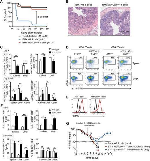 Figure 2. Id2-deficient T cells do not induce GVHD. T-cell–depleted bone marrow from B6 or Ly5.1+ mice was mixed with 0.5 to 1 × 106 wild-type (B6 or Il10gfp/+) or Id2-deficient (Id2fl/flLckCre+ or Id2fl/flLckCre+Il10gfp/+) T cells and then transferred into irradiated BALB/c mice. (A) Kaplan-Meier survival curve of recipient mice. Data are pooled from 3 or 4 independent experiments. Statistically significant differences of survival were determined using a log-rank test. (B) Representative hematoxylin and eosin–stained sections of the colon 4 weeks after mice had received T cells (*, intestinal necrosis). Representative images from 2 independent experiments. (C) Number of Ly5.2+/+CD44+ CD4+ and CD8+ T cells in the spleen, liver, and colon 7 days or 30 to 35 days after T-cell transfer (day 7, data pooled from 4 experiments; n = 10-11 mice per genotype; 30 to 35 days, data pooled from 2 experiments, n = 5-6 mice per genotype). Statistically significant differences were determined using the Mann-Whitney U test; * P < .05; ns, not significant. (D) Flow cytometric analyses of IL-10-GFP expression in Ly5.2+CD4+ or CD8+ T cells from spleen and liver of BALB/c mice 7 days after adoptive transfer of Ly5.2+Il10gfp/+ or Id2fl/flLckCre+Il10gfp/+ T cells. (E) Intracellular granzyme B expression in wild-type and Id2fl/flLckCre+ CD8+ T cells 7 days after T-cell adoptive transfer (red line, Ly5.2+CD8+ T cells; black line, Ly5.1+ bone marrow–derived donor cells). (F) Frequency of IL-10-GFP+ cells of Ly5.2+ CD44+ CD4+ and CD8+ T cells in the spleen, liver, and colon 7 or 30 to 35 days after T-cell transfer (n = 5-6 mice per genotype pooled from 2 separate experiments). Statistical differences were determined using an unpaired 2-tailed Student t test; *P < .05; **P < .01; *** P < .001; ns, not significant. (G) Weight loss curves in lethally irradiated BALB/c mice reconstituted with Ly5.1+/+ bone marrow cotransferred with wild-type or Id2-deficient T cells as in panel A. IL-10R blocking antibody or control antibody was injected intraperitoneally 4 days after T-cell transfer. Mice sacrificed due to severe weight loss (>20%) or clinical symptoms are indicated by a cross. Statistical differences were determined using an unpaired 2-tailed Student t test; **P < .01; *** P < .001; ns, not significant. Ab, antibody; BM, bone marrow; GzmB, granzyme B; WT, wild-type.