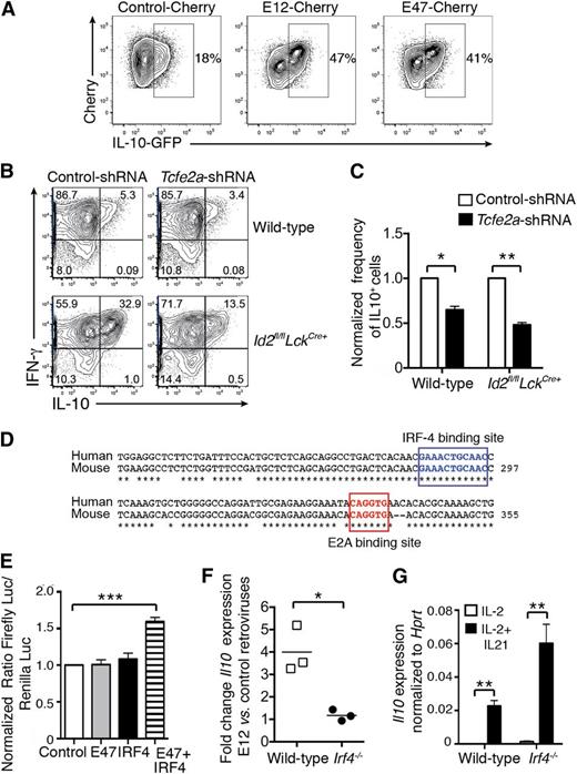 Figure 4. E2A promotes IL-10 expression in activated CD8+ T cells. (A) Activated Il10gfp/+ CD8+ T cells were transduced with control-Cherry, E12-Cherry, or E47-Cherry retroviruses. Two days later, Cherry+ cells were purified by fluorescence-activated cell sorting and cells were analyzed. IL-10-GFP expression was analyzed 3 days later. Data are representative of 2 independent experiments. (B-C) Wild-type and Id2fl/flLckCre+ OT-I cells were transduced with shRNA-tcfe2a-GFP and shRNA-control-GFP retroviruses. GFP+ cells (95% positive) were restimulated for 4 to 5 hours with SIINFEKL peptide and then analyzed for intracellular IFN-γ and IL-10 expression. (C) Frequency of IL-10+ cells among OT-I CD8+ T cells transduced with Tcfe2a shRNA normalized to the frequency of IL-10+ cells among OT-I CD8+ T cells transduced with control shRNA. Data are pooled from 3 independent experiments. Statistically significant differences of the test group to 1 were determined using an unpaired 2-tailed Student t test; *P < .05, **P < .01. (D) E2A and IRF4 binding sites within the CNS-9 are boxed; * indicates nucleotides conserved between humans and mice. (E) NIH-3T3 were transfected with firefly luciferase (Luc) reporter construct containing the CNS-9 enhancer with the Il10 minimal promoter together with empty vector, vectors encoding either IRF4 or E47, or with both vectors. Transfection efficiency was controlled by cotransfection of a plasmid constitutively expressing the Renilla luciferase. Results show the ratio of the firefly luciferase to the Renilla luciferase luminescence normalized to the ratio in cells transfected with CNS-9/minimal promoter construct alone. Data show the mean ± SEM pooled from 3 independent experiments. Statistically significant differences of the test group to 1 were determined using an unpaired 2-tailed Student t test; ***P < .001. (F) Ratio of Il10 mRNA expression evaluated by quantitative real-time PCR in wild-type or Irf4−/− OT-I T cells transduced with E12-Cherry vs control-Cherry retroviruses cultured for 2 days in the presence of IL-2 plus IL-21. Data are pooled from 3 independent experiments. (G) Il10 mRNA expression was measured by quantitative real-time PCR and normalized to Hprt expression in wild-type or Irf4−/− OT-I CD8+ T cells activated with OVA peptide and cultured for 2 days in the presence of IL-2 or IL-2 plus IL-21. Data are pooled from 3 independent experiments. (F-G) Statistical differences were determined using an unpaired 2-tailed Student t test; *P < .05, **P < .001.