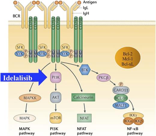 Chronic activation of the BCR engages multiple intracellular pathways. PI3K is inhibited by idelalisib. Bcl, B-cell lymphoma; Bcl-2, Bcl-2 gene; Bcl-xL, Bcl extra large; BCR, B-cell receptor; BTK, Bruton tyrosine kinase; CARD11, caspase recruiting domaine-11; IgL, immunoglobulin light chain; IKKa, inhibitor of NF-κB kinase; MALT1, mucosa-associated lymphoid tissue translocation protein 1; MAPK, mitogen-activated protein kinase; MAPKK, MAPK kinase; Mcl-1, myeloid cell leukemia differentiation protein-1; NfκB, nuclear factor κB; NFAT, nuclear factor of activated T cells; P, phosphorylation; PKCb, protein kinase C beta; SFK, SRC family kinase; SYK, spleen tyrosine kinase; Y, tyrosine. Figure is reproduced from Figure 2 in Young and Staudt11 with permission.
