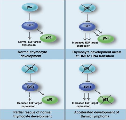 The p57-E2F1-p53 pathway in thymocyte development and lymphomagenesis. p57 regulates E2F1 to control E2F target gene expression and p53 activity during normal thymocyte development. In the absence of p57, increased E2F target expression and p53 hyperactivation contribute to the arrest of thymocyte development at the DN3 to DN4 transition. The developmental arrest of thymocytes lacking p57 is partially rescued by the loss of E2F1. Loss of p53 in thymocytes lacking p57 leads to acceleration of thymic lymphoma development, suggesting that the observed p53 hyperactivation in the absence of p57 executes an important tumor suppressor function in thymocytes. Professional illustration by Marie Dauenheimer.
