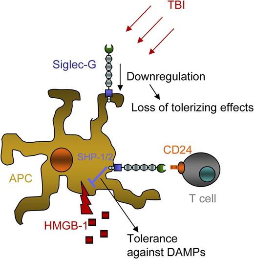 Simplified sketch of the Siglec-G–CD24 axis in GVHD. Host hematopoietic APCs express Siglec-G, and donor T cells express CD24. Total body irradiation (TBI) reduces the expression of Siglec-G, reducing its tolerogenic impact. Siglec-G activation on APCs occurs by binding to CD24 from T cells and leads to Src homology 2-containing inositol 5′ phosphatase 1/2 (SHP-1/2) phosphorylation. This in turn dampens the immune response elicited by the DAMP HMGB-1.
