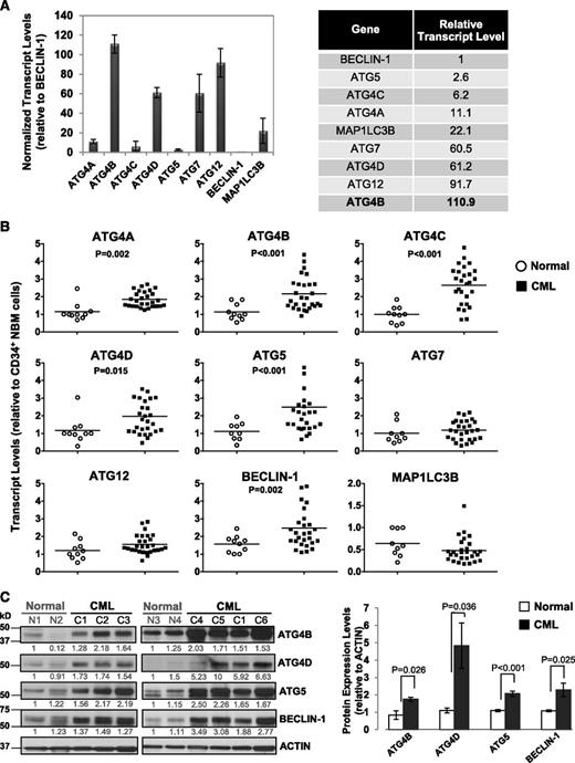 Figure 1. Comparison of transcript and protein expression levels of 9 key ATG genes in CD34+ normal and CML cells. (A) Quantitative real-time PCR analysis of transcript levels of 9 key autophagy genes in CD34+ NBM cells isolated from healthy individuals normalized to β2-microglobulin (β2M) transcript levels. Relative transcript levels of these 9 ATG genes were then compared with BECLIN-1, which displayed the lowest mRNA expression levels. (B) Comparison of transcript levels of 9 ATG genes in CD34+ NBM cells (n = 10) and pretreatment CD34+ CML cells obtained from CP CML patients (n = 28). Each data point represents the average of a triplicate quantitative measurement of each transcript normalized to β2M and relative to CD34+ NBM cells. Bars represent the mean of data for each group, and significantly differentially expressed genes between normal and CML groups are indicated by P values. (C) Western blotting analysis of ATG4B, ATG4D, ATG5, and BECLIN-1 in CD34+ cells obtained from healthy individuals (n = 4) and CML patients (n = 6). Protein expression of these proteins relative to actin was compared. Values shown are the mean ± standard error of the mean (SEM) of measurements from healthy individuals and CML patients.