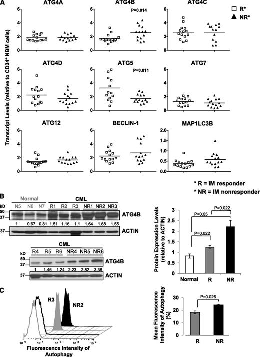 Figure 2. Detection of significantly increased ATG4B transcript and protein expression in CD34+ CML cells from IM nonresponders vs IM responders. (A) Comparison of transcript levels of 9 ATG genes in CD34+ CML cells from IM responders (n = 14) and IM nonresponders (n = 14). Bars represent the mean of data for each group, and significantly differentially expressed genes between IM responders and IM nonresponders are indicated by P values. (B) Western blotting analysis of ATG4B in CD34+ cells obtained from healthy individuals (normal, n = 3), IM responders (R; n = 6), and IM nonresponders (NR; n = 6). Protein expression of ATG4B relative to actin was compared. Values shown are the mean ± SEM of measurements from healthy individuals, IM responders, and IM nonresponders. (C) Cyto-ID green detection dye in CD34+ cells from an IM responder (R3) and an IM nonresponder (NR2). Detection of the differences in mean fluorescence intensity of intracellular Cyto-ID green detection dye obtained from 3 IM responders vs 3 IM nonresponders (right). Values shown are the mean ± SEM of measurements from IM responders and IM nonresponders.