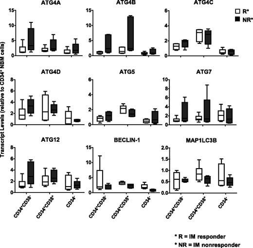 Figure 3. Comparison of transcript levels of 9 ATG genes in CD34 subpopulations from subsequent IM responders and IM nonresponders. Comparison of transcript levels of 9 ATG genes in CD34 subpopulations, including the stem cell–enriched population (CD34+CD38−), progenitors (CD34+CD38+), and mature (CD34−) cells from IM responders (n = 6) and nonresponders (n = 6). Values shown are the mean ± SEM of measurements of each transcript normalized to β2M.
