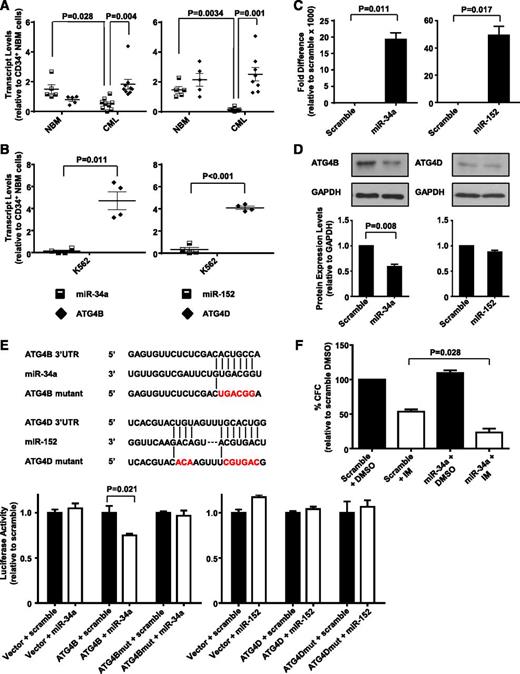 Figure 5. MiR-34a and miR-152 expression inversely correlate with ATG4B and ATG4D transcript levels in CD34+ CML cells, and ATG4B is a target of miR-34a. (A) Quantitative real-time PCR analysis of transcript levels of miR-34a, miR-152, ATG4B, and ATG4D in CD34+ NBM isolated from healthy individuals (n = 5) and CD34+ cells from CML patients (n = 8). Each data point represents the average of a triplicate quantitative measurement of each transcript normalized to β2M or RNU48. (B) Comparison of transcript levels of the same miRNAs and ATG genes in K562 cells. Each data point represents 4 quantitative measurements of each transcript normalized to β2M or RNU48. Cross bars represent the mean ± SEM of data for each group. (C) Quantitative real-time PCR validation of increased miR-34a and miR-152 expression levels 48 hours after transient transfection of miRNA mimics into K562 cells. (D) Western blot analysis of protein expression of ATG4B and ATG4D in miR-34a and miR-152 transfected K562 cells and scramble controls. Protein expression of ATG4B and ATG4D relative to GAPDH was compared. (E) Schematic representation (top) of ATG4B 3′ UTR and ATG4D 3′ UTR sequences containing potential miR-34a and miR-152 binding sites. The positions of mutations generated are marked in red. Luciferase assay (bottom) of the reporter vector containing ATG4B or ATG4D binding sites and their corresponding mutations 48 hours after transient cotransfection into HEK-293T cells with miRNA mimics. (F) K562 cells were transfected with miR-34a mimic and scramble control and CFC assays were performed in the presence of 0.5 µM IM or DMSO (control). Values represent the mean ± SEM of measurements from 3 independent experiments.