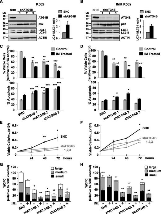 Figure 6. Lentiviral-mediated knockdown of ATG4B in K562 and K562 IM-resistant cells impairs autophagy and reduces viability and growth of these cells. (A-B) Western blot analysis of cell lysates from K562 cells (A) and IM-resistant cells (IMR K562) (B) transduced with either a nontargeting shRNA control sequence (SHC) or constructs containing each of 3 different shRNA targeting sequences against human ATG4B (shATG4B). Antibodies used are indicated. The LC3-II/LC3-I ratios measured in transduced control and shATG4B cells are shown. Accumulation of the autophagy markers LC3-II and p62 in ATG4B knockdown cells indicates a block in autophagy. (C-D) Viability of transduced K562 (C) and IM-resistant cells (D) was measured ±IM after 48 hours and apoptosis of these cells determined by Annexin V staining and FACS analysis. (E-F) Growth of transduced K562 (E) and IM-resistant cells (F) was measured every 24 hours for 72 hours. (G-H) Numbers of colonies produced from transduced K562 (G) and IM-resistant cells (H) in semisolid culture ±IM or DMSO (control). Colony numbers for large (>500 cells), medium (50-500 cells), and small (<50 cells) are indicated. Data shown are the mean ± SEM of measurements from 3 (K562) or 2 (IMR K562) independent experiments. Asterisk indicates significant difference between control and ATG4B knockdown cells at *P < .05, **P < .01, and ***P < .001.