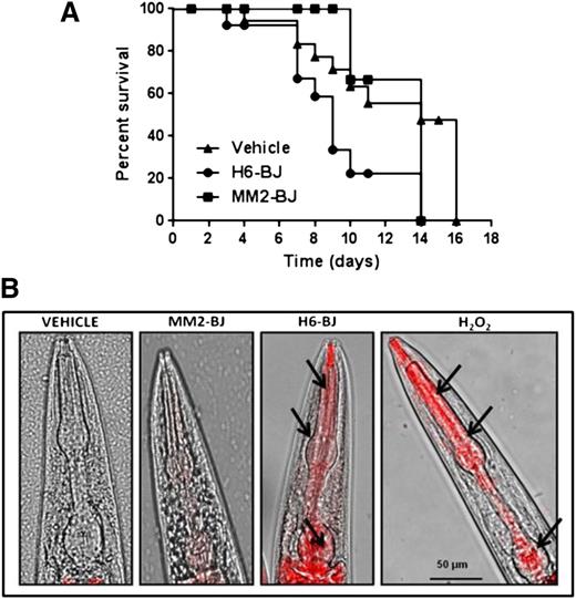 Figure 3. Cardiotoxic LC affects nematode survival and pharyngeal ROS generation. (A) Kaplan-Meier survival curves of worms treated with vehicle, 100 µg/mL of amyloidogenic BJ cardiotoxic protein (H6-BJ), or 100 µg/ml of nonamyloidogenic BJ protein (MM2-BJ). Survival is expressed as a percentage of the initial population (3 independent experiments, n = 30 worms/group). Median survival was 14 days for vehicle, 9 days for H6-BJ (P = .024 vs vehicle, log-rank test), and 14 days for MM2-BJ (P = .072 vs worms treated with H6-BJ and P = .53 vs vehicle, log-rank test). (B) Representative images obtained from the overlay of a contrast phase and MitoSOX fluorescence. N2 worms (at L3-L4 larval stage) were fed 2 hours with vehicle or 100 µg/mL of MM2-BJ or H6-BJ. Positive control worms were fed 0.1 mM hydrogen peroxide (H2O2) for 30 min. Nematodes were then transferred to NGM plates seeded with fresh OP50 E coli and 10 µM MitoSOX Red dye. Original magnification ×40 was used. Arrows indicate the radical superoxide generation in the mitochondria of pharyngeal bulb of C elegans fed cardiotoxic H6-BJ protein or H2O2.