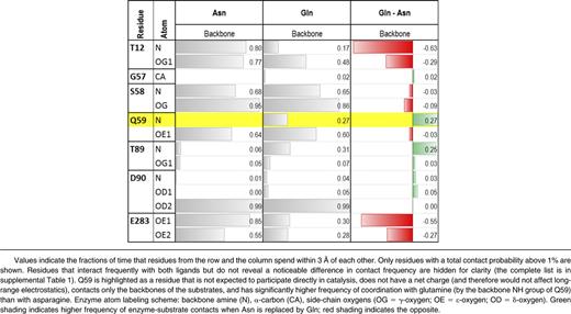 Polar groups of E colil-ASP that most frequently interact with the backbones of the substrates