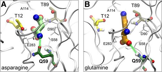 Figure 1. Distinct coordinations of asparagine and glutamine in the catalytic site of E coli l-ASP. Snapshots were taken at ∼20 ns of simulation. Q59 typically interacts with the backbone of both asparagine (A; light green) and glutamine (B; orange), but the patterns differ. Asparagine is usually coordinated through its backbone -NH group by the side-chain oxygen of Q59, whereas the backbone carboxyl of glutamine often interacts with the backbone -NH group of Q59, while the side chain of Q59 faces away from the substrate.