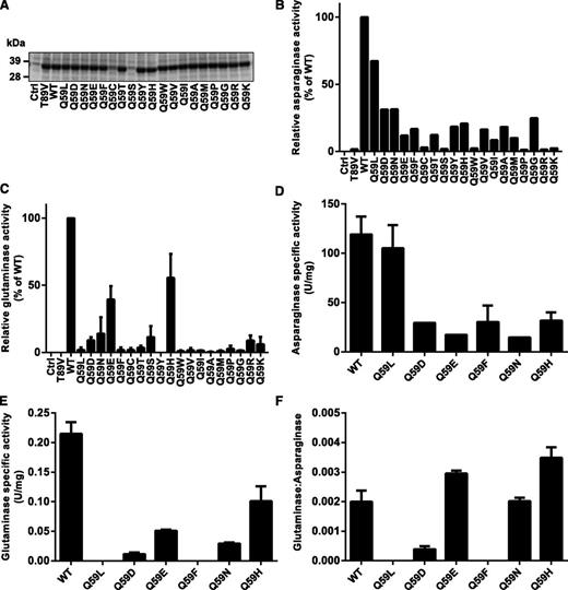 Figure 2. Enzymatic characterization of Q59 l-ASP mutants. (A) Coomassie blue–stained SDS-PAGE showing expression of l-ASP WT and Q59 mutants. The expression vector was transformed into E coli Bl-21 strain, and 20 µL of culture supernatant was analyzed by SDS-PAGE. The empty expression vector (Ctrl) and T89V (inactive mutant) served as negative controls for assays of enzyme activity in panels B and C. (B) Asparaginase activity of Q59 mutants by colorimetric assay. (C) Glutaminase activity of Q59 mutants by colorimetric assay. (D) Asparaginase-specific activity of purified Q59 mutants by the colorimetric assay. (E) Glutaminase-specific activity of purified Q59 mutants by the colorimetric assay. (F) Ratio of glutaminase- and asparaginase-specific activities for purified l-ASP mutants. SDS-PAGE, sodium dodecyl sulfate–polyacrylamide gel electrophoresis.