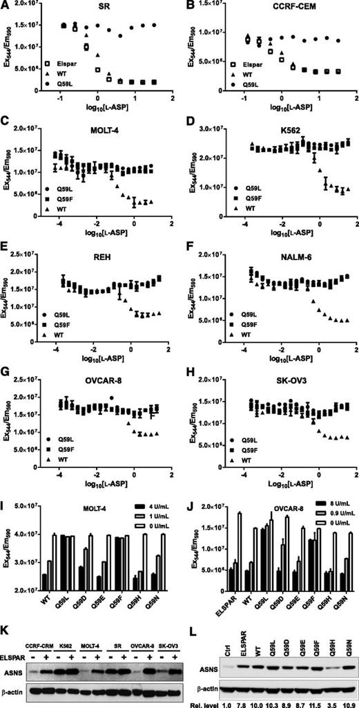 Figure 4. Anticancer activity of WT, Q59L, and Q59F l-ASP. (A-H) Two ovarian cancer cell lines (OVCAR-8 and SK-OV-3) and 6 leukemia cell lines (MOLT-4, K562, NALM-6, REH, SR, and CCRF-CEM) were seeded in 96-well plates, incubated for 48 hours, treated with a range of (WT, Q59L, or Q59F) l-ASP concentrations for 48 hours, and finally assayed with CellTiter-Blue using fluorescence excitation at 544 nm and emission at 590 nm. (I-J) MOLT-4 and OVCAR-8 cells were seeded in 96-well plates and incubated for 48 hours, then treated with indicated concentrations of E coli l-ASP WT or Q59 mutant for 48 hours. Inhibition of cell viability was measured as in panels A-H. Sham treatment was used as a control. (K) Western blot analysis of ASNS levels in the indicated cells treated with an EC50 dose of l-ASP. (L) Western blot analysis of ASNS levels in OVCAR-8 cells treated with l-ASP mutants. Numbers below the blot represent the relative level of ASNS, which was normalized to the level of the loading control β-actin (set to “1” for the control).