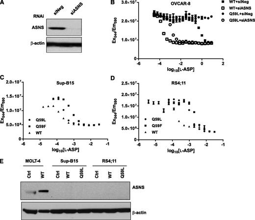 Figure 5. Selective growth inhibition of ASNS-negative cancer cells by WT, Q59L, and Q59F l-ASP. (A) Western blot analysis of ASNS levels in OVCAR-8 cells after 48 hours transfection with ASNS siRNA (siASNS) or negative control siRNA (siNeg). β-actin was used as a loading control. (B) WT and Q59L l-ASP concentration-activity curves. The OVCAR-8 cell line was transfected with negative control siRNA (siNeg) or ASNS siRNA (siASNS) for 48 hours, then treated with a range of l-ASP concentrations for 48 hours, and finally assayed with CellTiter-Blue. WT, Q59L, and Q59F l-ASP concentration-activity curves were determined in the (C) Sup-B15 and (D) RS4;11 leukemia cell lines by CellTiter-Blue assay. (E) Western blot analysis of ASNS levels in Sup-B15 and RS4;11 cells treated with an EC50 dose of l-ASP. No treatment was used as a primary control, and MOLT-4 cells were included as a secondary control.