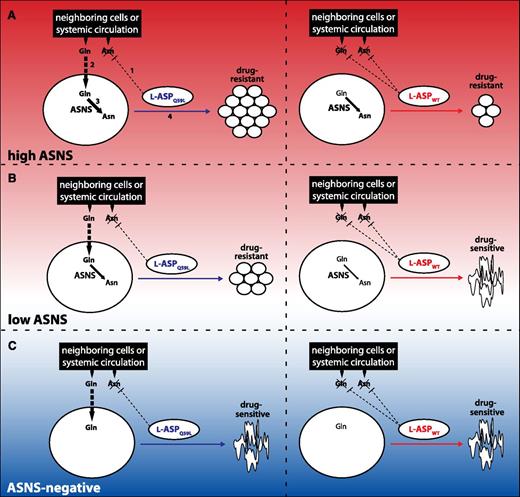 Figure 6. Proposed model for the mechanism of WT l-ASP’s and Q59L lASP’s anticancer activity. The mechanism of anticancer activity depends on l-ASP glutaminase activity and ASNS expression, which is reflected by the color gradient of the background. For simplicity, glutamine synthesis pathways are not shown. (A) (Left panel) (1) Q59L l-ASP effectively depletes Asn but not Gln, which (2) is imported by the cancer cell for (3) synthesis of Asn by ASNS, thereby promoting cancer cell proliferation (4). Numbering is omitted from subsequent panels, but analogous interpretation illustrates that the added glutaminase activity of WT l-ASP decreases the extracellular supply of Gln, thereby limiting cancer cell proliferation (right panel). (B) Low-ASNS cancer cells are insensitive to Q59L l-ASP (left panel), but not to WT l-ASP (right panel). (C) ASNS-negative cancer cells are sensitive to both Q59L (left panel) and WT (right panel). Details of the model are provided in the text.