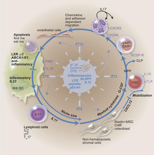 Figure 1. Feedback-loop regulation of granulopoiesis. Granulopoiesis is demand driven in the steady state and in case of emergency. The feedback loop contains HSCs proliferating and differentiating into the myeloid lineage (common myeloid progenitor/granulocyte-monocyte progenitor) at the expense of lymphoid cells. Bone marrow emigration, demargination, and extravasation are dependent on chemokine signaling and adhesion molecules. Engulfment of aged apoptotic neutrophils generates an anti-inflammatory signal. Phagocytes like MΦs and DCs thus generate a negative feedback on granulopoiesis. Disinhibition (lack of neutrophils, enhanced danger signaling) may lead to IL-23, IL-17, and G-CSF secretion. Hematopoiesis is regulated by niche-forming cells, with myeloid cytokines, chemokines, and size as determining factors. The microbiome-generating PAMPs, the inflammasome integrating danger signaling, and circadian rhythms symbolized by zeitgeber time are suggested to represent the central, sine qua non regulators. CAR, CXC ligand 12–abundant reticular cell; CLP, common lymphoid progenitor; CMP, common myeloid progenitor; GMP, granulocyte/macrophage progenitor; HSC, hematopoietic stem cell; ILC, innate lymphoid cell; LXR, liver X receptor; MPP, multipotent progenitor; MSC, mesenchymal stem cell; ZT, zeitgeber time.