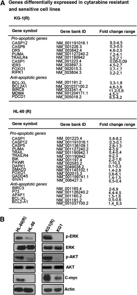 Figure 3. Expression of pro- and antiapoptotic genes, c-Myc, AKT, and ERK in cytarabine-resistant cells. (A) Pro- and antiapoptotic gene transcript quantification by qPCR using a 94-gene apoptosis dedicated array. Results are representative of 2 independent experiments. (B) Western blot analysis for c-Myc and constitutive AKT and ERK activation was assessed using antibodies that recognize AKT phosphorylated at ser-473, and ERK1/2 phosphorylated at Thr202/Tyr204 on whole cell extracts. Actin was used as a protein loading (40 mg per lane; representative experiment of n = 3).