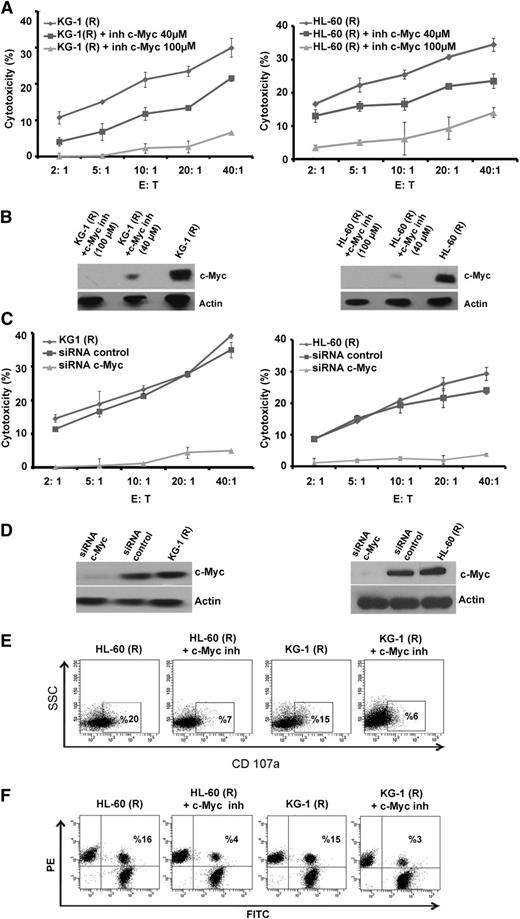 Figure 5. Effect of c-Myc inhibition on NK-cell–mediated killing of cytarabine-resistant cells. (A) NK-cell cytotoxicity of KG-1(R) and HL-60(R) cells after incubation with 10058-F4 (40 µM and 100 µM) for 24 hours. (B) Experimental values were determined by western blot analysis using anti–c-Myc antibody. Actin was used as the protein level control. (C) NK-cell cytotoxicity of KG-1(R) and Hl-60(R) cells after inhibition of c-Myc by specific siRNA or a negative control siRNA (Luc). (D) Transfection efficiency was determined by western blot analysis using anti–c-Myc antibody. Actin was used as the protein level control. (E) Flow cytometric analysis of CD107a expression on NK cells cocultured for 4 hours with KG-1(R) and HL-60(R) with or without 10058-F4 (100 µM for 24 hours) at E:T ratio of 2:1 (representative blot of n = 3). (F) Conjugate formation assay between NK cells and KG-1(R) and HL-60(R) with or without 10058-F4 (100 µM for 24 hours) at E:T ratio of 2:1 (representative blot of n = 3).