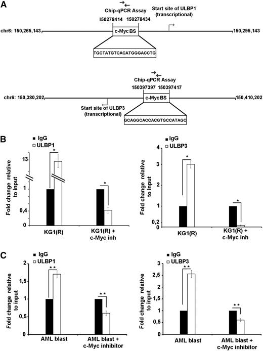 Figure 7. c-Myc is a direct target of ULBP1 and ULBP3. (A) Schematic picture of the potential c-Myc BS in the ULBP1/3 genes. (B-C) Binding of c-Myc to the potential c-Myc BS in the ULBP1/3 gene promoters was analyzed in KG-1(R), and primary blasts were or were not treated with c-Myc inhibitor (10058-F4) by ChIP assay. The amount of immunoprecipitated chromatin bound by either isotype control or c-Myc mAb was quantified by real-time PCR with specific primers. Specific signals were set relative to signals obtained for the input chromatin. One representative experiment of 2 ChIP independently conducted experiments is shown. Data were analyzed with GraphPad Prism. Two-tailed Student t test was used for single comparisons. Statistically significant differences are indicated by asterisks (*P < .05; **P < .005; ***P < .0005).