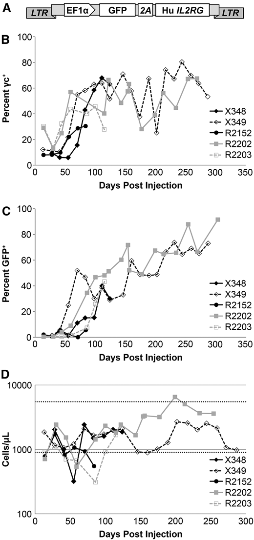 Expansion of gene-modified lymphocytes after in vivo injection of a foamy virus vector. (A) Schematic of the foamy viral vector used in the study. EF1α promoter drives the expression of GFP (to evaluate gene marking) and the coding region of the human common γ chain separated by a 2A self-cleaving peptide. Percentage of lymphocytes expressing (B) γC+ and (C) the GFP transgene in 5 study dogs that received foamy virus in vivo gene therapy, plotted as days postinjection. Lymphocytes in panels B and C were identified based on flow cytometry scatter gates. (D) Absolute lymphocyte counts in the 5 animals on study. Dotted horizontal lines indicate the upper and lower limits of the normal range. LTR, long terminal repeat.