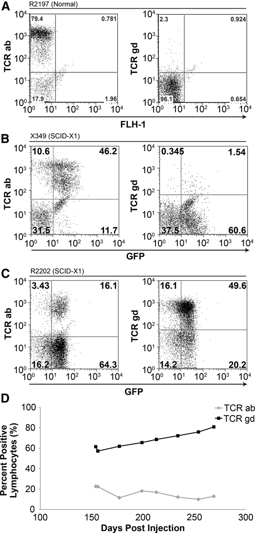 TCR phenotype in foamy-treated dogs. (A) Lymphocytes from an unaffected littermate control (R2197) are approximately 79.4% αβ TCR+ and 2.3% γδ TCR+ at 22 weeks of life. (B) Lymphocytes from X349 at 20 weeks postinjection showed 46.2% αβ TCR+ cells and 1.5% γδ TCR+ cells. (C) R2202 at 28 weeks postinjection exhibited approximately 16.1% αβ TCR+ cells and 49.6% γδ TCR+ cells. (D) The presence of peripheral γδ T cells in R2202 (black line) and αβ T cells (gray line) over time.