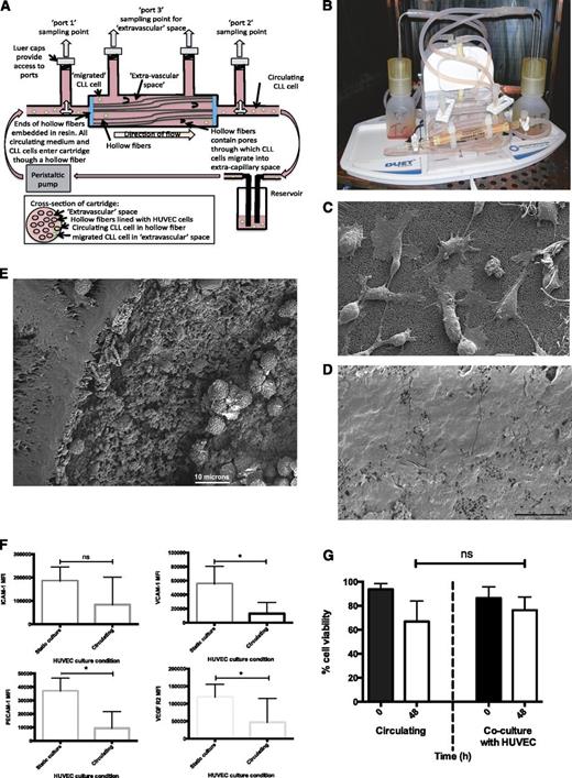 Figure 1. Development of a novel circulating model of CLL. (A) HUVEC cells were seeded into the hollow fibers of the bioreactor and exposed to physiologically relevant shear forces. Medium containing CLL cells was pumped around the system, permitting transient interaction with the endothelial layer. The hollow fibers in the bioreactor have pores through which CLL cells can migrate into the space outside fibers; the EVS is shown in the cross-sectional image of the cartridge. CLL cells were recovered from the circulating compartment and the EVS of the system via the access ports. (B) Photograph of the adapted bioreactor. (C) Scanning electron micrograph of HUVEC cells on the interior of the hollow fibers after 5 hours of alignment at 5 dynes/cm2. The beginning of flattening and spreading of the cells is visible. (D) Scanning electron micrograph of HUVEC cells inside a hollow fiber after 6 hours of alignment under 10 dynes/cm2, followed by 24 hours at 5 dynes/cm2. The HUVEC cells showed increased spreading and flattening, resulting in coverage of the interior of the hollow fiber. (E) Scanning electron micrograph of a transverse section of a lined hollow fiber showing the wall of the fiber, with CLL cells visible in the inside of the fiber. Scale bars represent 10 microns in all scanning electron micrograph images. (F) Expression of endothelial cell markers was measured by flow cytometry on HUVEC cells grown in both noncirculating static tissue culture flasks and on cells recovered from the hollow fibers after alignment under shear force. Expression of VCAM-1 (P = .01), PECAM-1 (P = .002), and VEGFR2 (P = .05) were reduced in HUVEC cells under shear force. (G) CLL cell viability in circulating and static coculture with HUVEC cells. There was no significant difference between CLL viability in circulating culture and in static coculture with HUVEC cells. All culture conditions were supplemented with interleukin 4 (5 ng/mL).