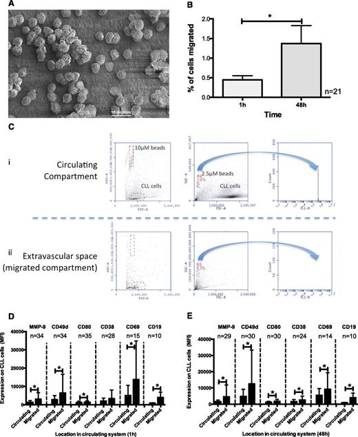 Figure 3. CLL cells actively underwent transendothelial cell migration associated with the upregulation of MMP-9, CD49d, CD80, CD38, and CD69. CLL cells were circulated through the hollow fiber model system lined with HUVEC endothelial cells for 48 hours. Paired samples were taken from the circulating compartment of the model and from the EVS. (A) Scanning electron micrograph of the outside of a hollow fiber showing CLL cells that migrated from the inside of the fiber to the outside. Scale bar represents 10 microns. (B) CLL cells showed a significant increase in migration at 48 hours when compared with 1 hour (n = 21; P = .03). (C) Polystyrene beads were introduced into the circulating compartment of the circulating system and circulated for 1 hour. Aliquots of 100 μL were removed from both the circulating and extravascular compartment, and the number of beads in each 100-μL aliquot was measured by flow cytometry. (Ci) Ten-micrometer beads and (Cii) 2.5-μm fluorescent beads in the circulating compartment and below the dashed line in the extravascular compartment after 1 hour. No beads were recovered from the EVS in each of the 3 replicates of the experiment. In contrast, CLL cells were consistently recovered from the extravascular compartment at this time. Compared with CLL cells remaining in the circulating compartment, CLL cells recovered from the EVS had increased expression of MMP-9, CD49d, CD80, CD38, CD69, and CD19 when measured by flow cytometry after (D) 1-hour and (E) 48-hour circulation around the system. Error bars indicate ± 1 SD around the mean fluorescence intensity on a population of doublet-discriminated CD19+ lymphocytes. *P < .05.