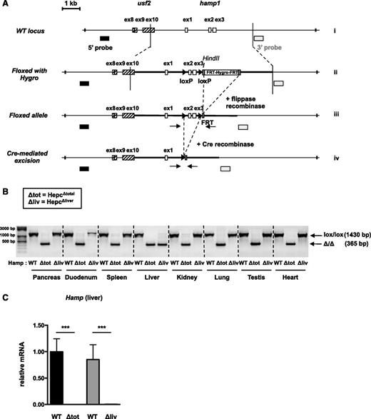 Figure 1. Generation of conditional KO mice for hepcidin. (A) Scheme of the mouse WT hamp1 genomic sequence (i), preceded by the usf2 gene loxP-flanked allele with FRT-flanked Hygro sequence (ii), floxed allele after flippase recombination (iii), and conditional KO allele after Cre-mediated excision (iv). Arrows: P1 and P2 primers used for deletion verification. (B) Recombination of the floxed hamp1 allele by genomic PCR in the pancreas, duodenum, spleen, liver, kidney, lung, testis, and heart of the Hepc∆total, Hepc∆liver and WT mice. (C) Hepcidin messenger RNA (mRNA) expression in the liver of Hepc∆total and Hepc∆liver mice and control littermates. n > 5. Values of WT mice were set up at 1. Samples were normalized to the threshold cycle value for cyclophilin. ***P < .001.