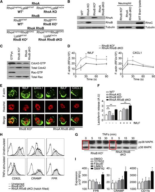 Figure 1. Neutrophils deficient in RhoA and RhoB are preactivated. (A) Genotypes and designations of mouse strains used in this study. (B) Immunoblots (IB) depicting RhoA, RhoB, and RhoC expression in neutrophils derived from the indicated mouse strains. Tubulin served as loading control and mouse brain lysate as RhoC control. (C) Cdc42 and Rac1 activity in unstimulated, Rho-deficient neutrophils in suspension. (D) Analysis of F-actin content of RhoB KO2 and RhoA/B dKO neutrophils upon stimulation with fMLF and CXCL1. (E) F-actin distribution in RhoB KO2 and RhoA/B dKO neutrophils stimulated with vehicle, fMLF, or CXCL1. The scale bar represents 5 µm. (F) Analysis of secondary granule exocytosis of RhoA KO, RhoB KO1, and RhoA/B dKO neutrophils after treatment as indicated, displayed as lactoferrin release relative to unstimulated WT1 neutrophils. (G) Phosphorylation of p38 MAPK in suspension neutrophils as indicated, stimulated with 10 ng/mL TNFα as indicated; total p38 served as control. (H-I) Surface expression of CD62L, CRAMP, and FPR on RhoB KO2 and RhoA/B dKO neutrophils (H) or WT1 neutrophils pretreated with inhibitors. Means ± SEM (n = 3): (D) *P < .05, **P < .01, unpaired 2-tailed Student t test; (F) *P < .05, **P < .01 by 2-way analysis of variance (ANOVA) post-hoc Bonferroni multiple comparison; (I) *P < .05, **P < .01 by 1-way ANOVA post-hoc Dunnett’s multiple comparison.