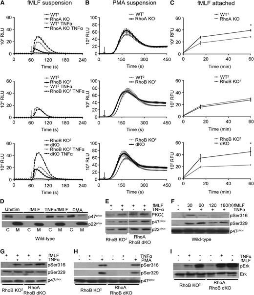 Figure 2. RhoA acts as a negative regulator of the FPR-mediated oxidative burst. (A-B) Superoxide production by suspension neutrophils stimulated with (A) 10 µM fMLF with and without TNFα priming (10 ng/mL) or with (B) 100 ng/mL phorbol 12-myristate 13-acetate (PMA). Arrows indicate the addition of stimulus; dark black lines indicate KO responses. (C) H2O2 production by adherent, fMLF-stimulated neutrophils. Stimulation at t = 0. Dark black lines indicate KO responses. (D) Immunoblot of p47phox and p22phox in cytosolic (C) and membrane (M) fractions derived from WT2 neutrophils stimulated with fMLF for 5 minutes and 10 ng/mL TNFα for 30 minutes, followed by fMLF for 5 minutes, or with PMA for 10 minutes. (E) Immunoblot of p47phox, p22phox, and PKCζ in membrane fractions derived from TNFα-primed or nonprimed RhoB KO2 or RhoA/B dKO neutrophils stimulated with fMLF for 5 minutes. (F) Time course of p47phox phosphorylation during fMLF stimulation of TNFα-primed WT1 neutrophils. (G) Comparison of fMLF-induced (30s) p47phox phosphorylation in RhoB KO2 or RhoA/B dKO neutrophils in the presence or absence of TNFα priming. (H) Characterization of p47phox Ser316 and Ser329 phosphorylation in WT1 neutrophils after stimulation with 10 ng/mL TNFα or 100 ng/mL PMA. (I) Erk1/2 phosphorylation in Rho-deficient suspension neutrophils stimulated with TNFα or fMLF as indicated; total Erk served as control. Means ± SEM (n = 3): (C) *P < .05, **P < .01; unpaired 2-tailed Student t test.