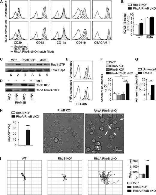 Figure 3. Integrin/Rap-dependent proadhesive phenotype and enhanced random migration in Rho-deficient neutrophils. (A) Cell surface expression of CD29, CD18, CD11a, CD11b, and CEACAM-1 on RhoB KO2 and RhoA/B dKO neutrophils. (B) Flow cytometry analysis of ICAM1/Fc binding to unstimulated or PMA-stimulated RhoB KO2 and RhoA/B dKO neutrophils. (C) Rap GTPase activation in WT1, RhoB KO2, and RhoA/B dKO neutrophils in suspension (S) or adhered to fibronectin (A). Total Rap served as control. (D) RIAM translocation analyzed in membrane (Mem) and cytosol (Cyto) fractions derived from unstimulated or fMLF-stimulated RhoB KO2 or RhoA/B dKO neutrophils. (E) Cell surface expression of Plexin-B1 in RhoB KO2 and RhoA/B dKO neutrophils. (F-G) Static adhesion assay comparing (F) neutrophils of indicated genotypes and (G) WT neutrophils with and without Tat-C3 pretreatment. (H) Quantification of uropod retraction defects during haptotaxis expressed as percentage of neutrophils displaying trailing uropods (n = 4; images represent 4 independent fields per experiment). The scale bar represents 10 µm. (I) Neutrophil tracking during random migration (left, n = 3), quantification of total distance migrated per neutrophil (right, ***P < .005 by 1-way ANOVA post hoc Dunnett’s multiple variance test). Means ± SEM (n = 3): (B,F,G,H) *P < .05, **P < .01, ***P < .005, ****P < .001 by unpaired 2-tailed Student t test.