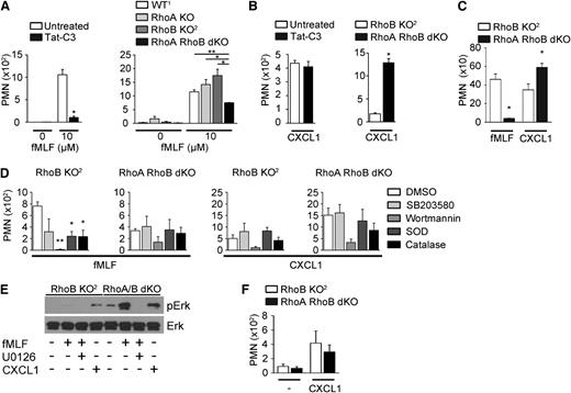Figure 4. In vitro migration of Rho-deficient neutrophils is stimulus dependent. (A) Migration of WT neutrophils through Boyden chambers toward fMLF with or without Tat-C3 pretreatment (left panel) or of the indicated genotypes (right panel). (B) Migration of WT neutrophils through Boyden chambers toward CXCL1 with or without Tat-C3 pretreatment (left panel) or of the indicated genotypes (right panel). (C) Migration of neutrophils toward fMLF or CXCL1 through type 1 collagen. (D) Migration of RhoB KO2 or RhoA/B dKO neutrophils toward either fMLF or CXCL1 after inhibitor pretreatment. (E) Immunoblot depicting Erk (p42/44 MAPK) phosphorylation in attached Rho-deficient neutrophils stimulated with fMLF (+/− 5 µM U0126) or CXCL1; total Erk served as the loading control. (F) Migration of neutrophils toward CXCL1 through 5-µm pore filters. Means ± SEM (n = 3): (A-C) *P < .05, **P < .01 by unpaired 2-tailed Student t test; (D) *P < .05, **P < .01, by 1-way ANOVA post hoc Dunnett’s multiple variance test.