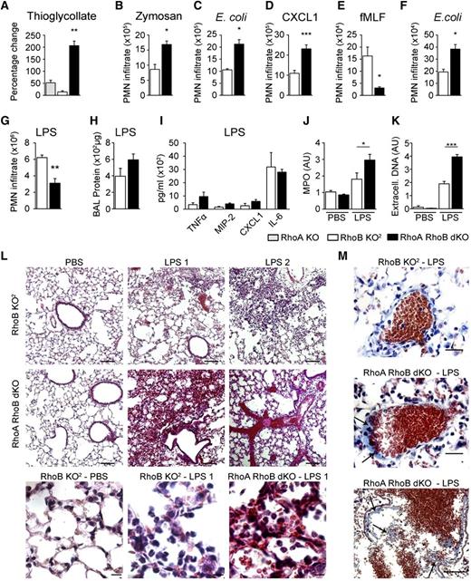 Figure 5. Rho deficiency alters in vivo neutrophil emigration and augments LPS-induced ALI. (A) Influx of neutrophils in RhoA KO, RhoB KO2, or RhoA/B dKO mice 5 hours after ip thioglycollate injection (n = 5). (B-C) Peritoneal neutrophil infiltrate in RhoB KO2 or RhoA/B dKO mice 5 hours after ip injection with (B) zymosan (n = 3) and (C) E coli (n = 8). (A) Data are presented as percentage change in peritoneal neutrophils (% migration) of RhoA KO, RhoB KO1, and RhoA/B dKO mice compared with their controls WT1, WT2, and RhoB KO2, respectively. (D-G) Quantification of neutrophils in lung BAL fluid 5 hours after in challenge with (D) CXCL1 (n = 4), (E) fMLF (n = 4), or (F) E coli (n = 3), or 24 hours after (G) LPS (n = 7). (H-K) Protein (H) (n = 4), chemokine and cytokine (I) (n = 4) content, MPO activity (J) (n = 4), and NET formation (K) (n = 3) within BAL collected from RhoB KO2 or RhoA/B dKO mice 24 hours after in challenge with LPS. AU, arbitrary units. (L) Hematoxylin and eosin staining of lung tissue 24 hours after LPS instillation; the scale bar represents 200 μm (images 1-6) and 20 μm (images 7-9). Images are representative of 20 fields per section, 3 sections per lung, 4 lungs per genotype per experiment. (M) Modified Carstairs staining performed on lung tissue as in (L); the scale bar represents 1 μm (upper 2 panels) and 200 μm (lower panel). Images are representative of 30 fields per section, 2 sections per lung, 3 lungs per genotype per experiment. (A-K) Data are pooled from 3 experiments. Means ± SEM (n indicated): (A-J) *P < .05, **P < .01, ***P < .005 by unpaired 2-tailed Student t test.